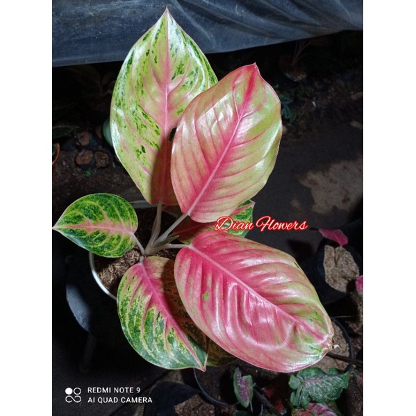 Tanaman hias aglonema andini/ Aglonema andini murah