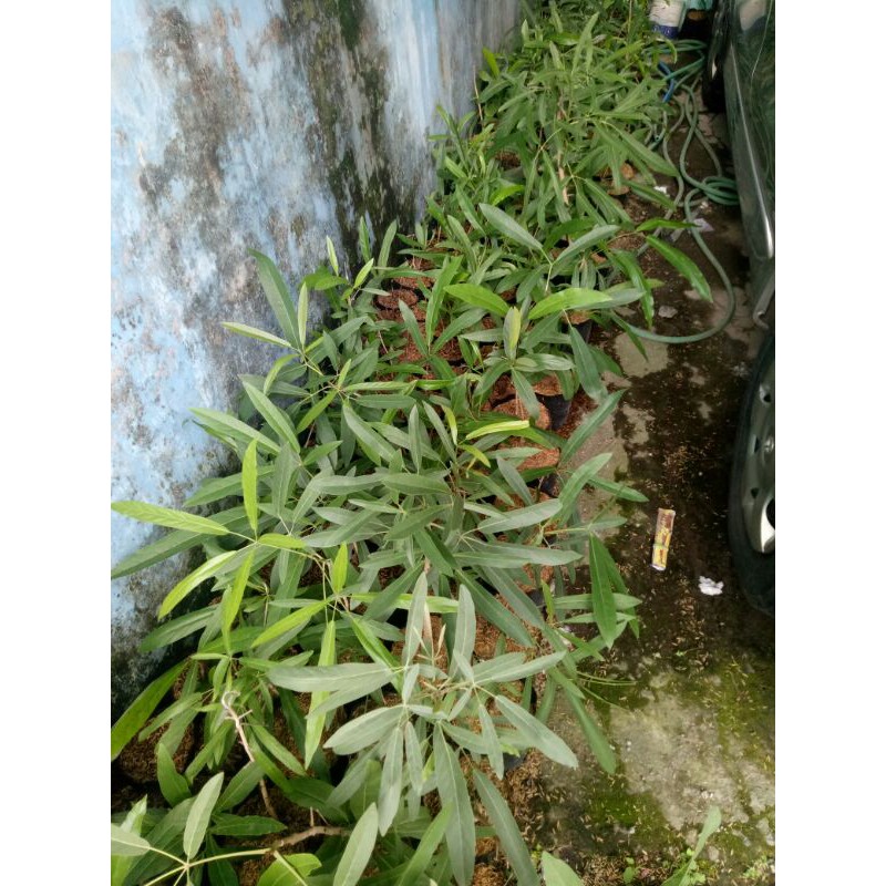 

Tabepuya Kuning