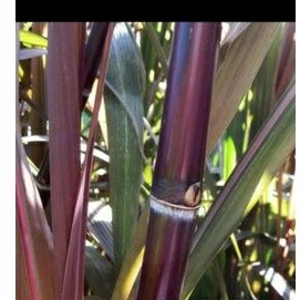 bibit tebu merah tebu obat tebu hitam 500gr