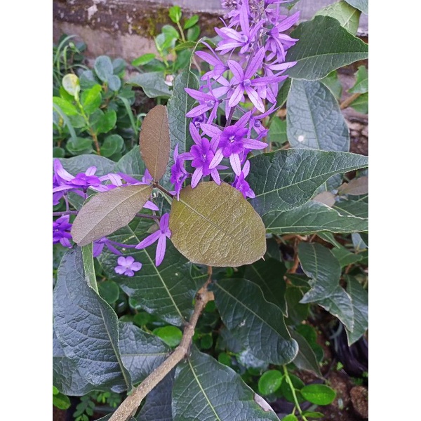 tanaman bibit wisteria