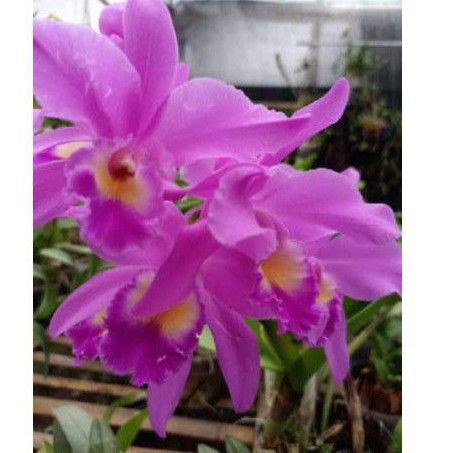 ANGGREK CATLEYA MANTINI DEWASA