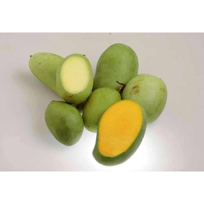 TERPERCAYA Obral BIBIT TANAMAN BUAH MANGGA MANALAGI PALING LARIS KWALITAS SUPEERR