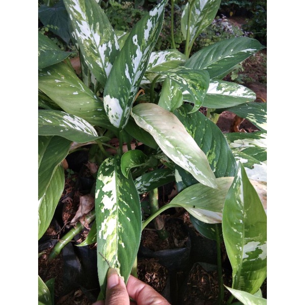 Tanaman hias blanceng army-blanceng armi