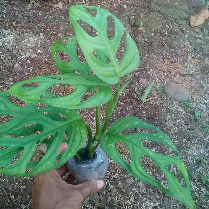 Tanaman Hias daun janda bolong-Janda Bolong monstera-Pohon hias janda bolong