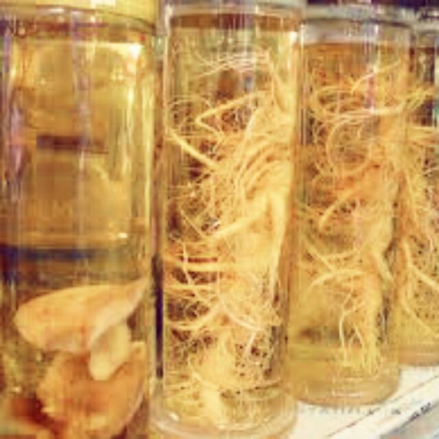 

gingseng korea,asli jaminan 100%•