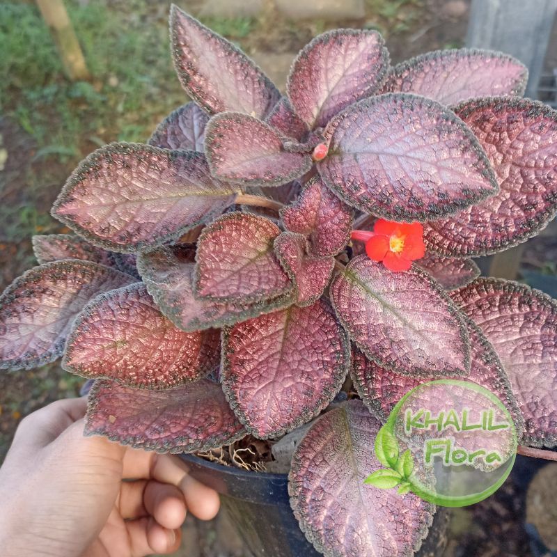 Bunga Episcia Tanaman Hias Gantung Bludru Merah atau Ungu