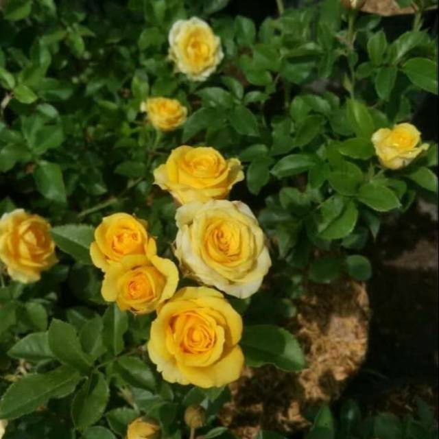 Mawar floribunda Kuning