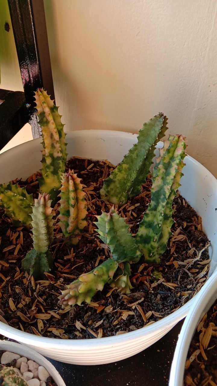 Sekulen Huernia Varigata