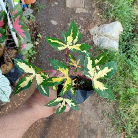 Tanaman Singkong Variegata / Singkong Varigata