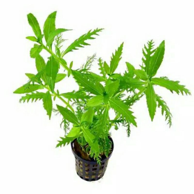 Hygrophila Balsamica ( Tanaman Aquascape Tumbuhan Air Hiasan Aquarium Hidup )