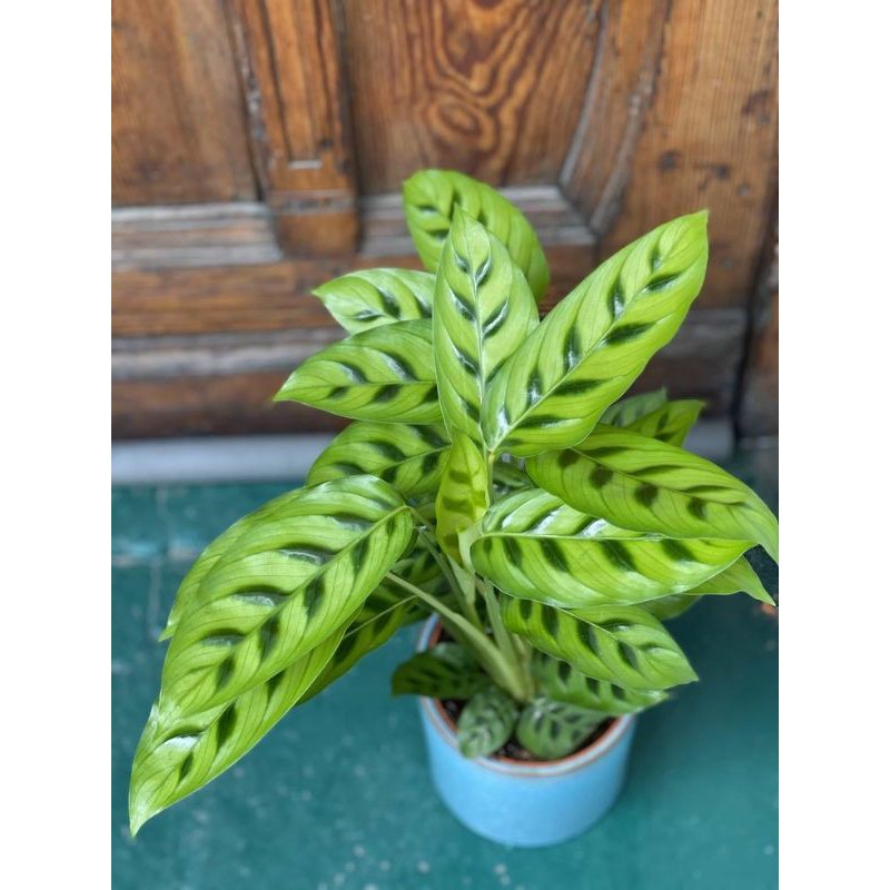 Tanaman Hias Calathea Leopardina - Kalatea Leopardina - Tanaman Hias Indoor