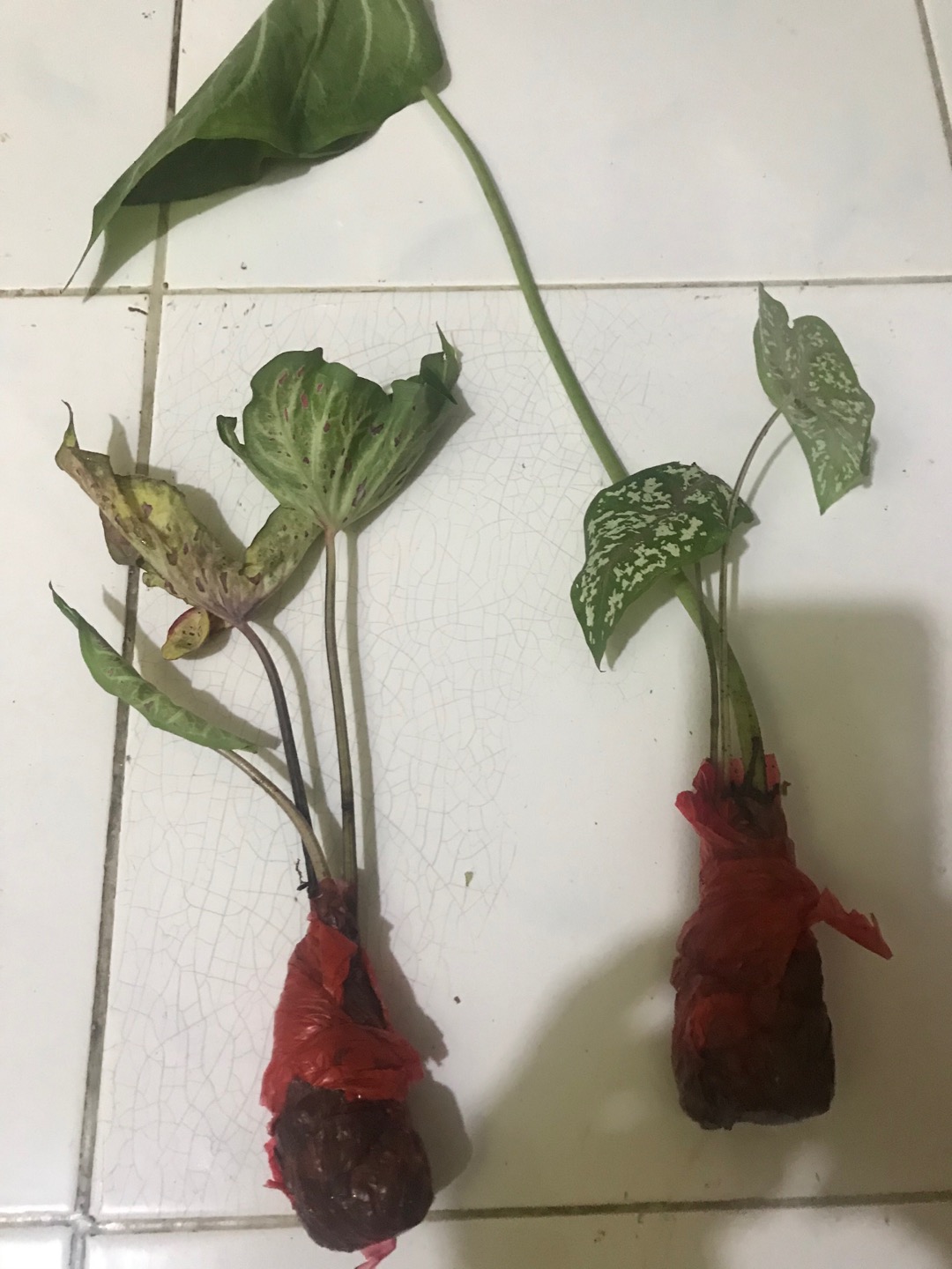 Tanaman Hias Tisu Wayang Cantik Tanaman Hias