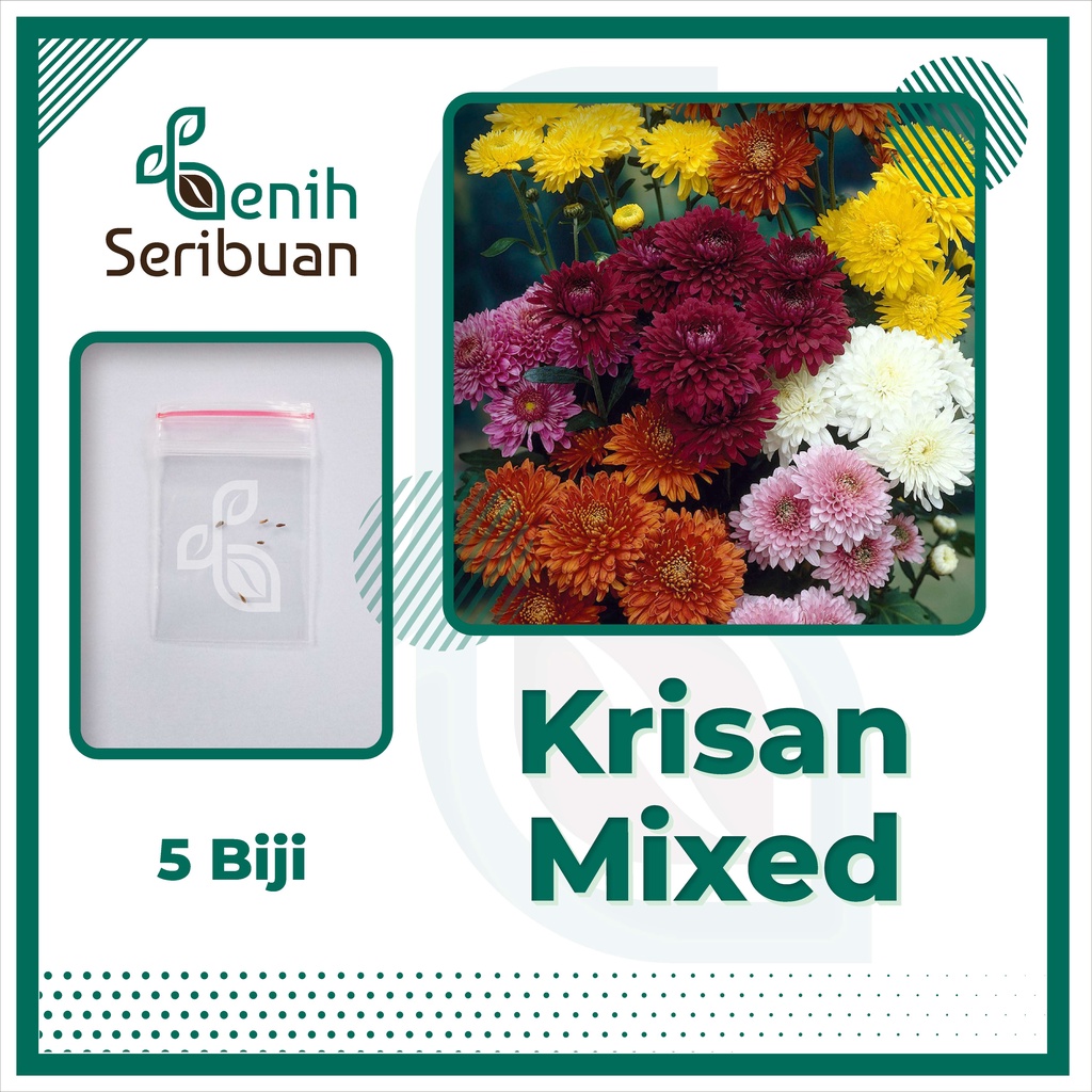 BS-BYL Bibit Bunga Benih Tanaman Bunga Hias Matahari Mawar Aster Vinca Krisan Telang Sunflower Krokot Lavender Marigold Zinnia-KRISAN MIXED