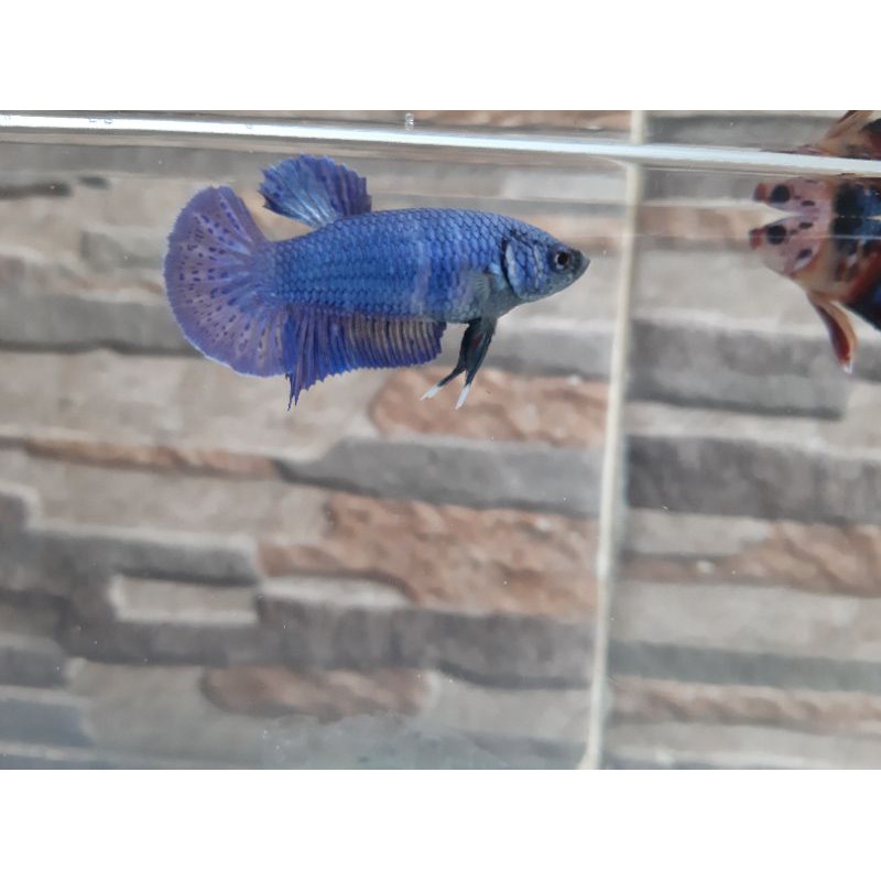 

SUPER BLUE SOLID