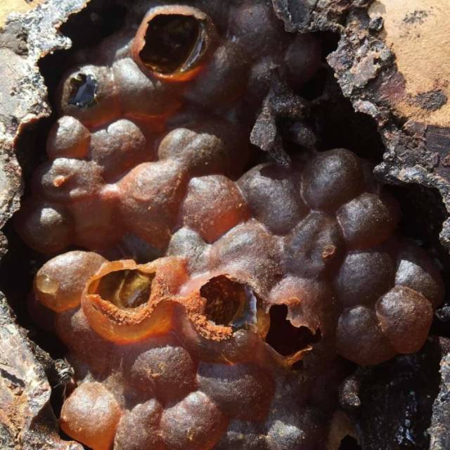 

Madu klanceng madu kelulut madu propolis 500 gram
