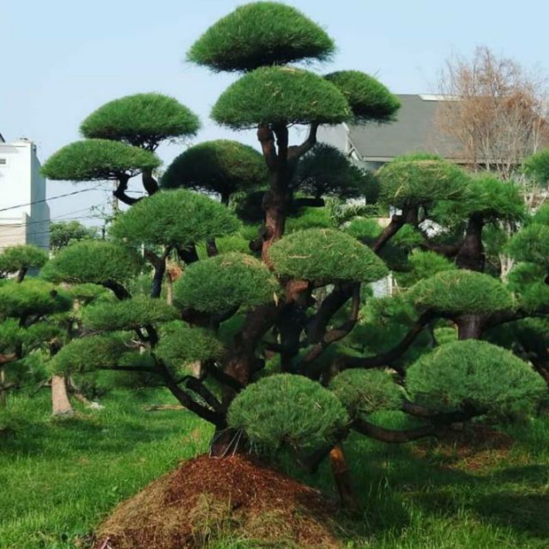 BIBIT POHON CEMARA UDANG