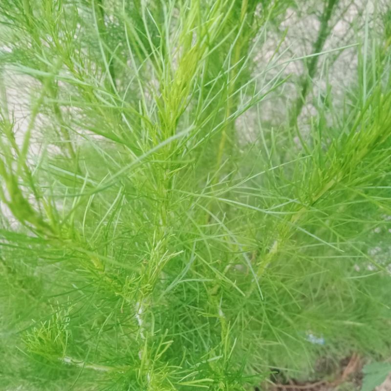 

Daun Dill herb atau sawo adas segar 500 gram