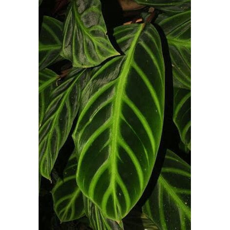 calathea ecuadoriana