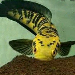 

Ikan Chana Yellow Centarum