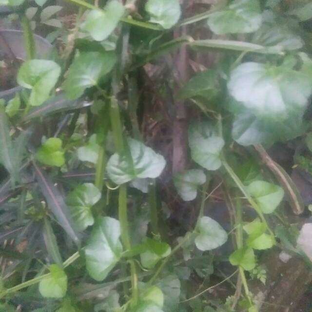 

Jual tikel balung segar / baru dipetik berat bersih 1kg