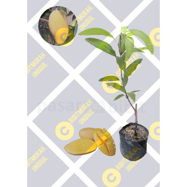 Bibit Mangga Chokanan