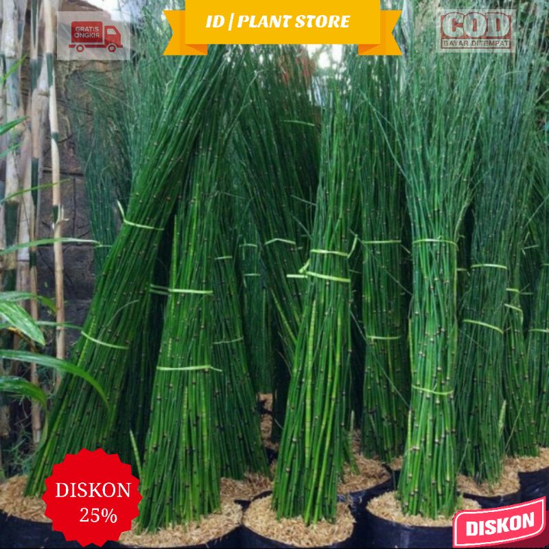 (BISA COD) Tanaman Hias Hidup Bambu Air Aquascape - Tanaman air - Bambu air - Tanaman hidup