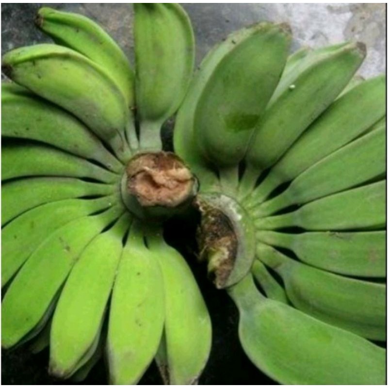 

PISANG KEPOK MENTAH BAHAN KERIPIK