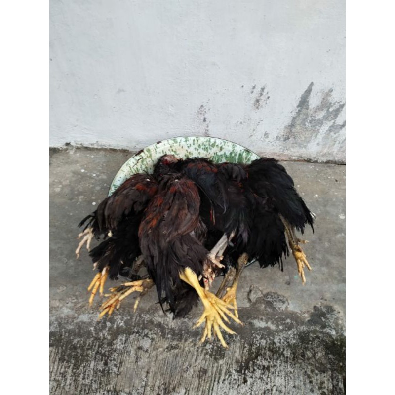 

Ayam Kampung
