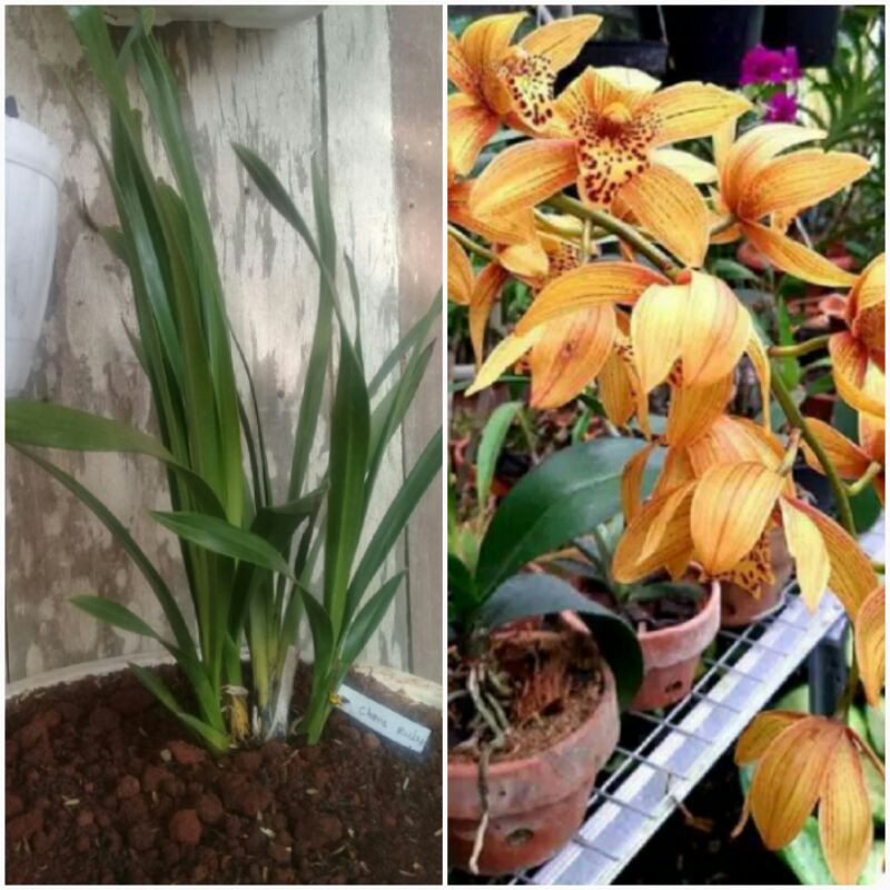 cymbidium australia chens ruby