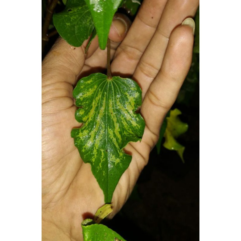 BAHAN BONSAI WARU WAYANG