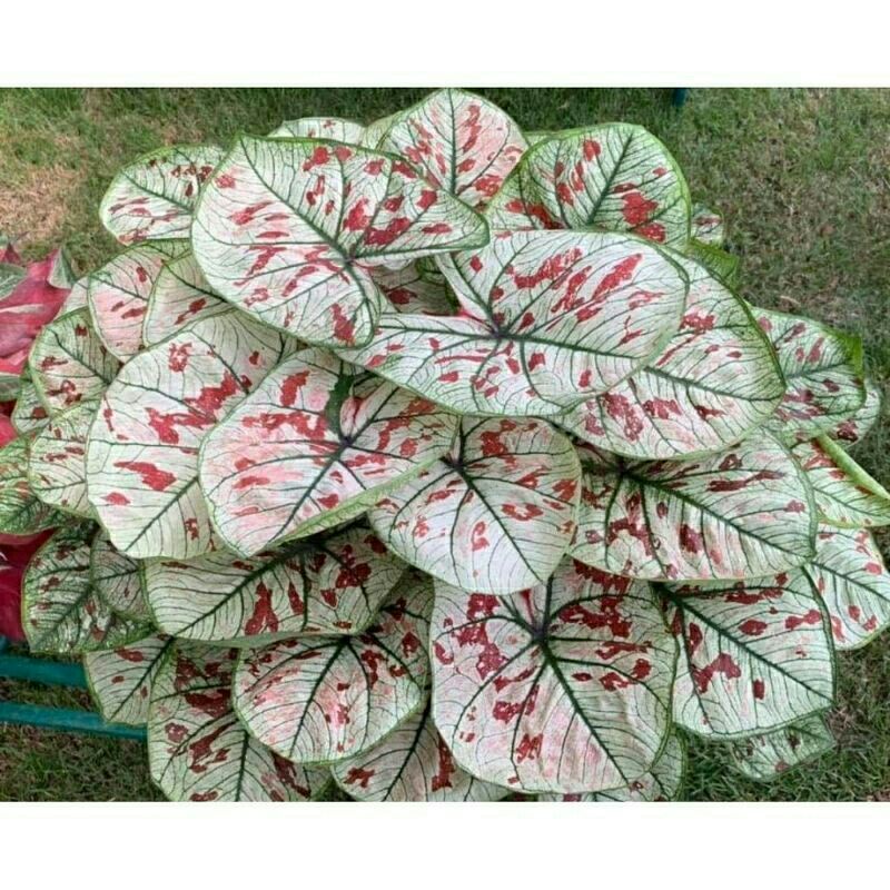 keladi guava /caladium guava