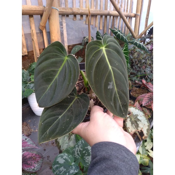 Melano kecil ( 2/3  daun)