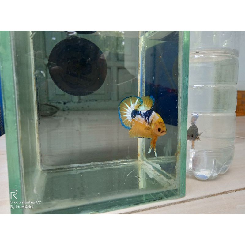 Cupang yellow fancy top grade