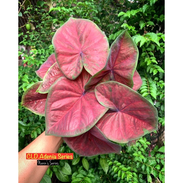 KELADI HYBRID ADENIA SERIES - KELADI HYBRID - CALADIUM HYBRID