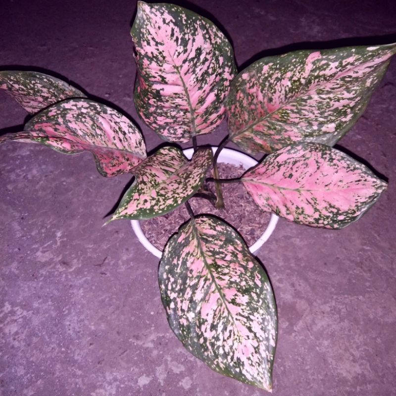 aglonema ruby valentine