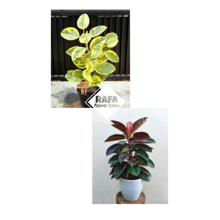 paket planting P2 karet kebo varigata kuning dan karet kebo merah