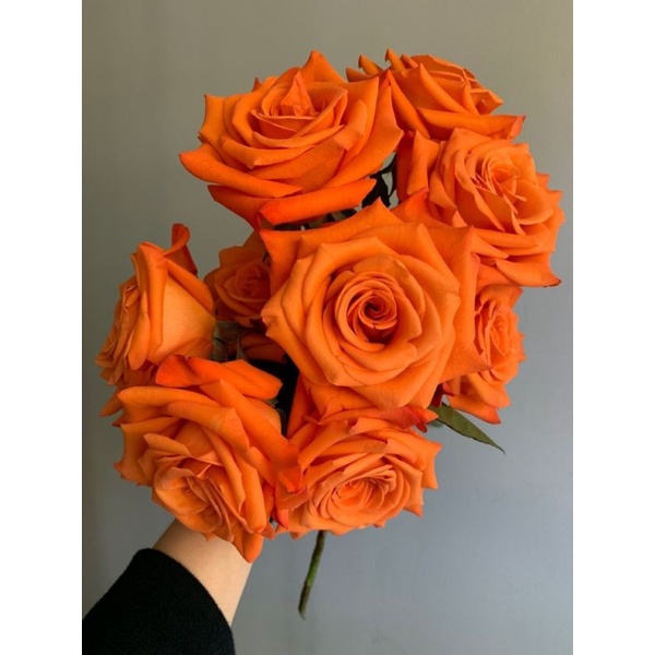 Tanaman Hidup Bunga Mawar Holland Orange-Ukuran Dewasa-Bunga mawar hidup-Mawar cantik-Mawar murah-Ma