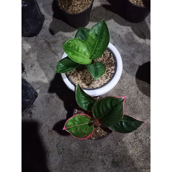 aglonema ayugreen dan lipstik greg