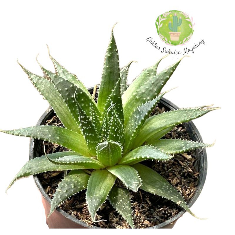 Sukulen Aloe aristata