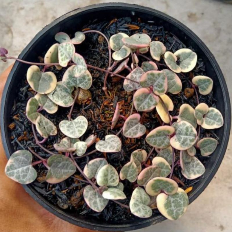 kaktus dan sukulen string of heart variegata pot UK 12