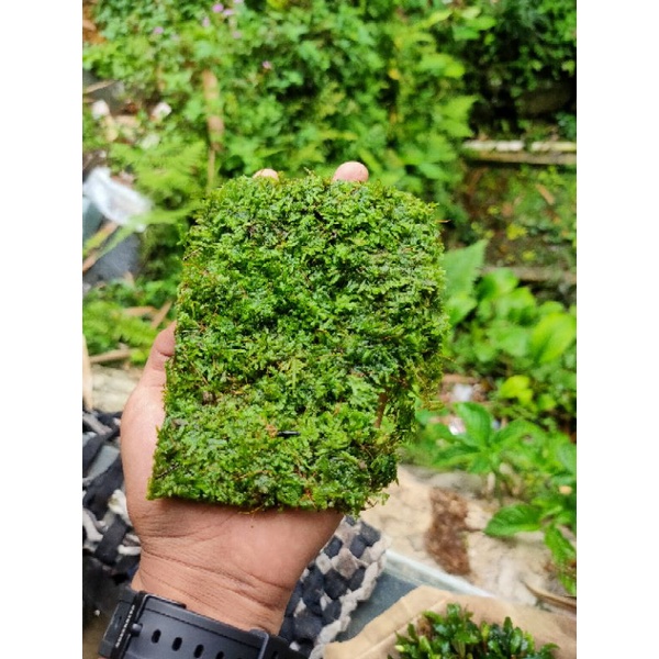 weeping Moss clump darat tanaman aquascape