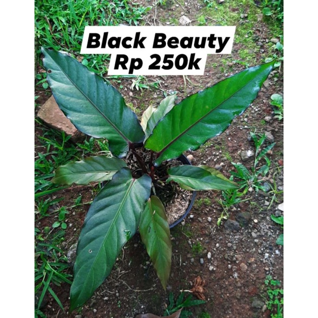 Anthurium Black Beauty