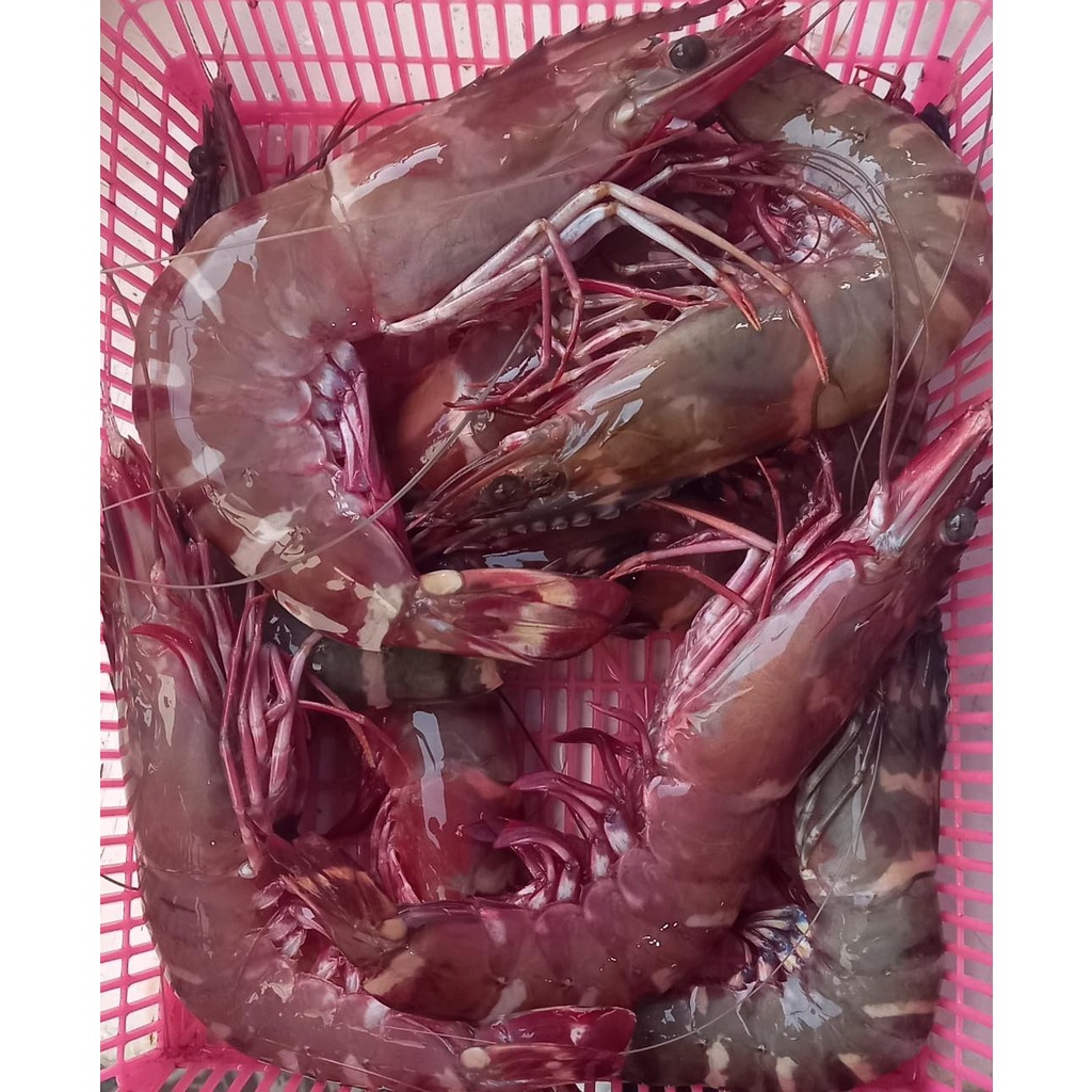 

Udang Tiger