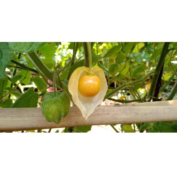 

[KODE G00ZL] PROMO CIPLUKAN/CECENDET/GOLDEN BERRY 250 GRAM
