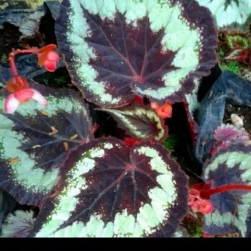 Tanaman Hias Begonia Rex Mutiara Ungu/Tanaman Hias Begonia Rex Ungu/Begonia Rex
