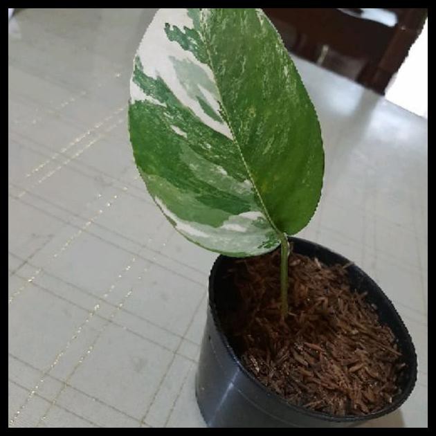 Bibit Tanaman Hias Monstera King Varigata Daun 1