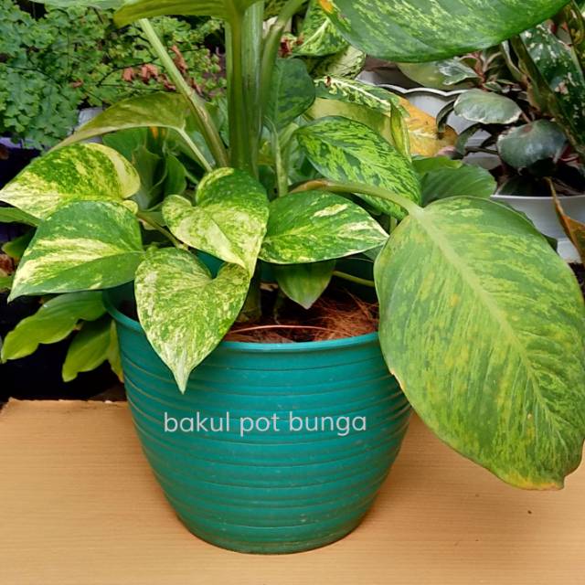 Pot Bunga Tawon 21 Hijau