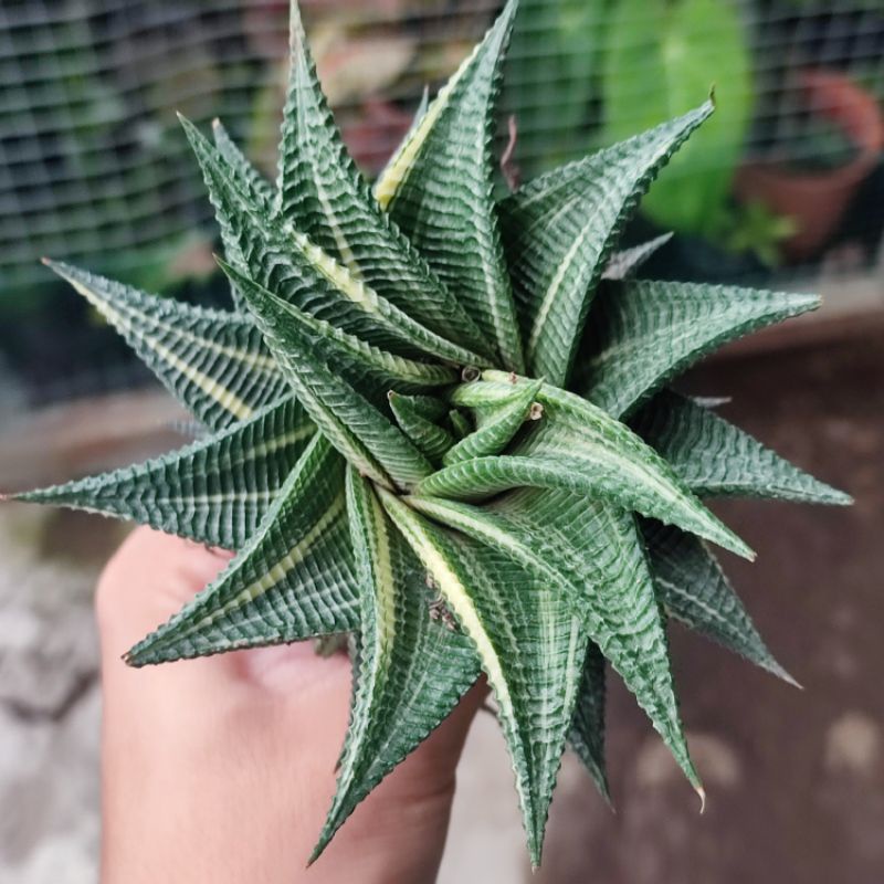 Haworthia limifolia variegata