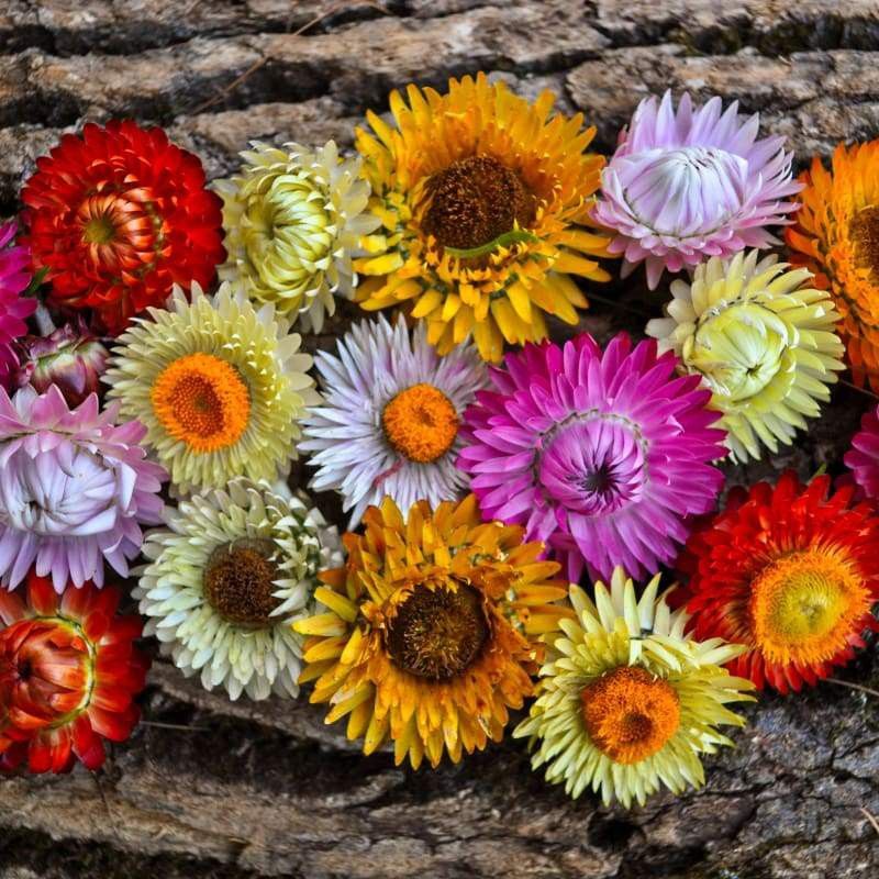 benih BUNGA STRAWFLOWER  SWISS GIANT MIX