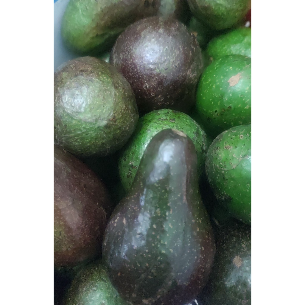 

ALPUKAT Mentega 1kg Avocado GRADE C